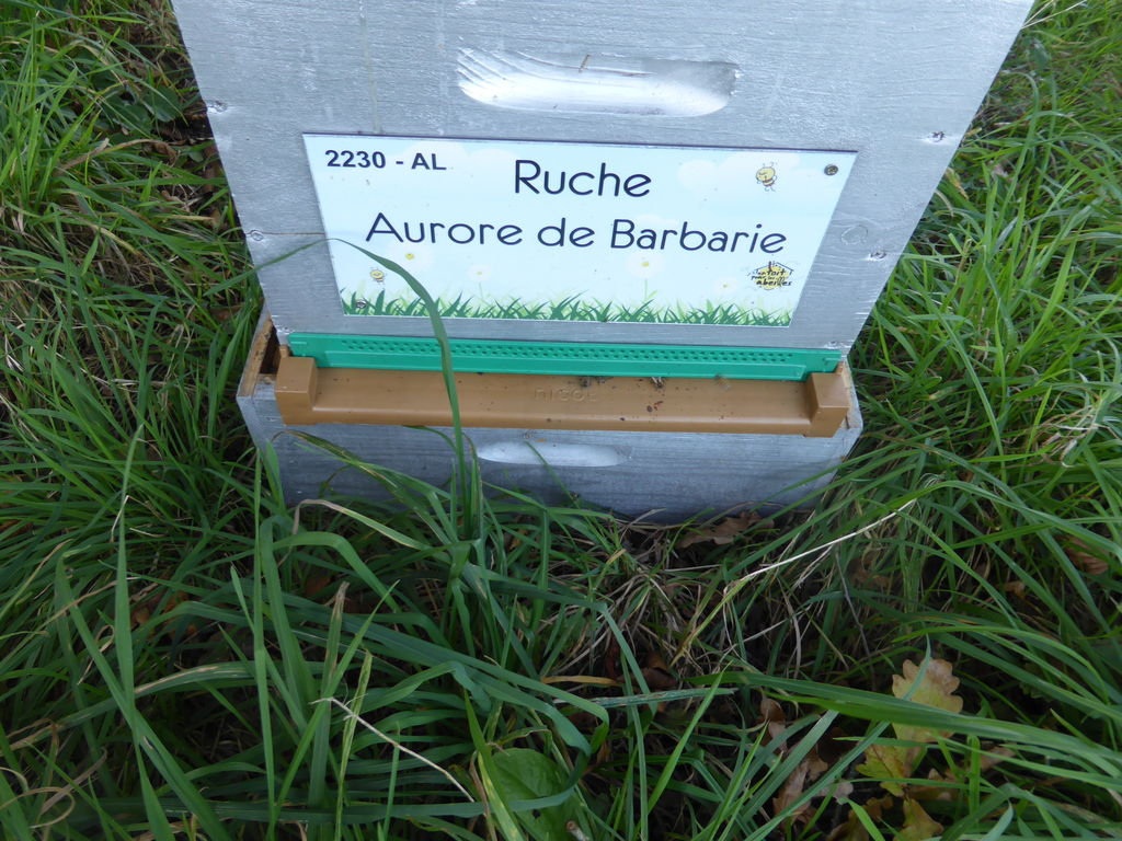 La ruche Aurore de Barbarie