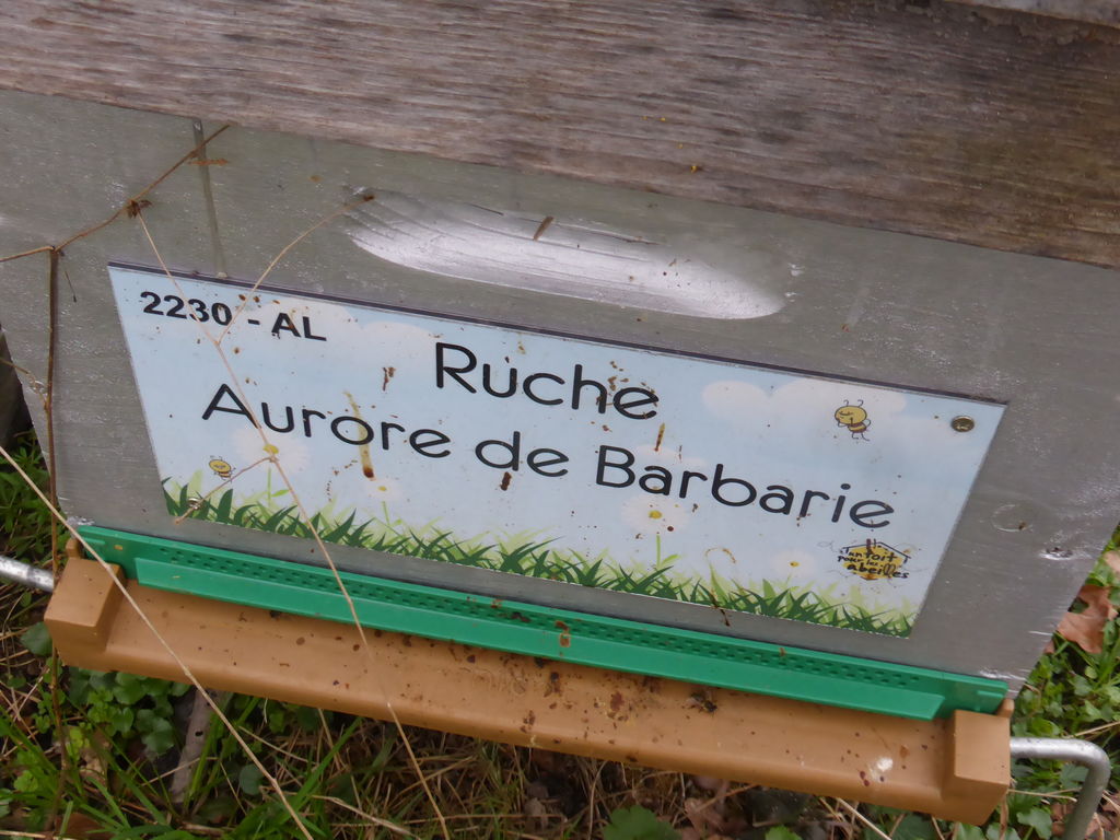 La ruche Aurore de Barbarie