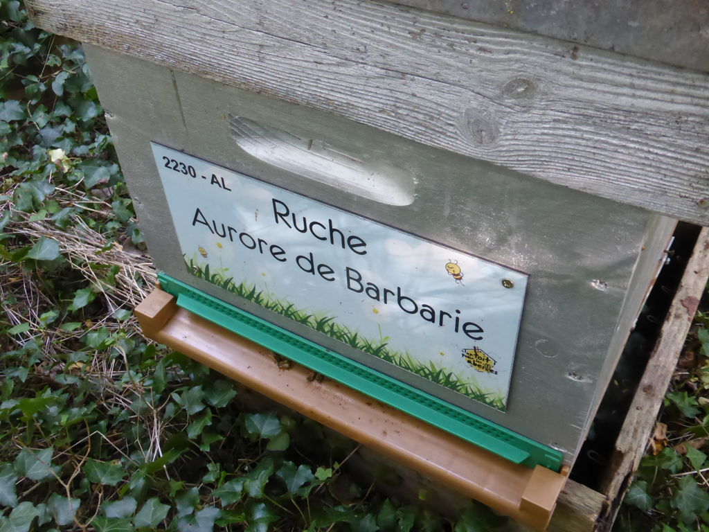 La ruche Aurore de Barbarie