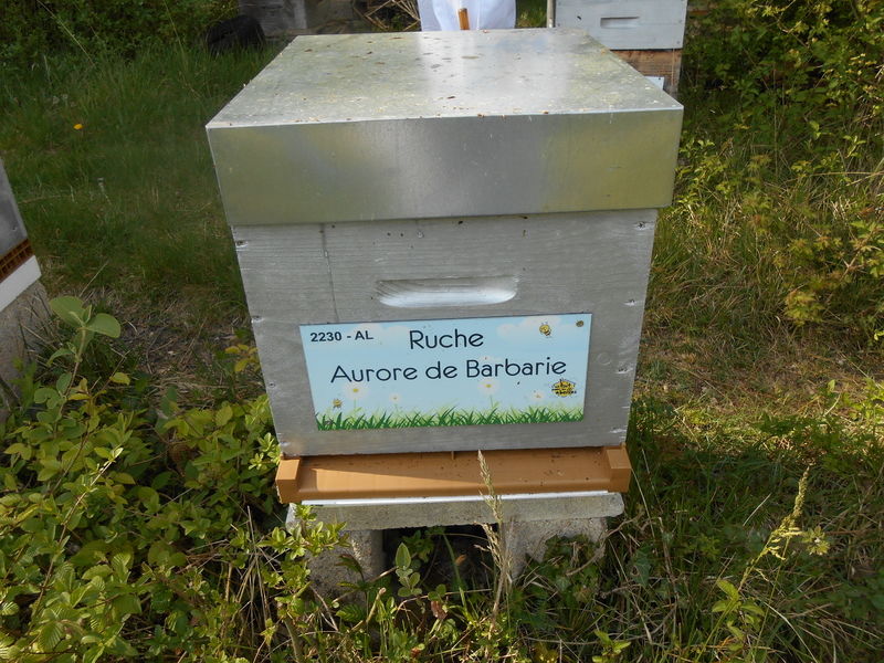 La ruche Aurore de Barbarie