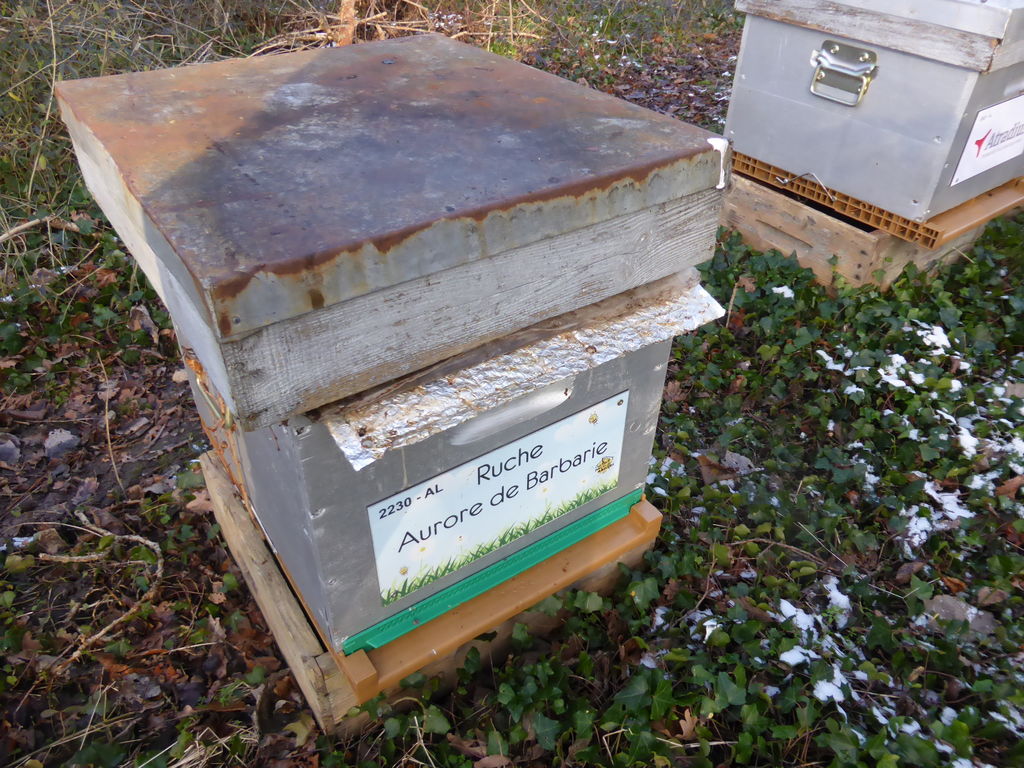 La ruche Aurore de Barbarie