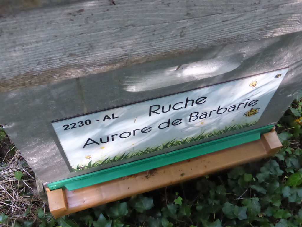 La ruche Aurore de Barbarie