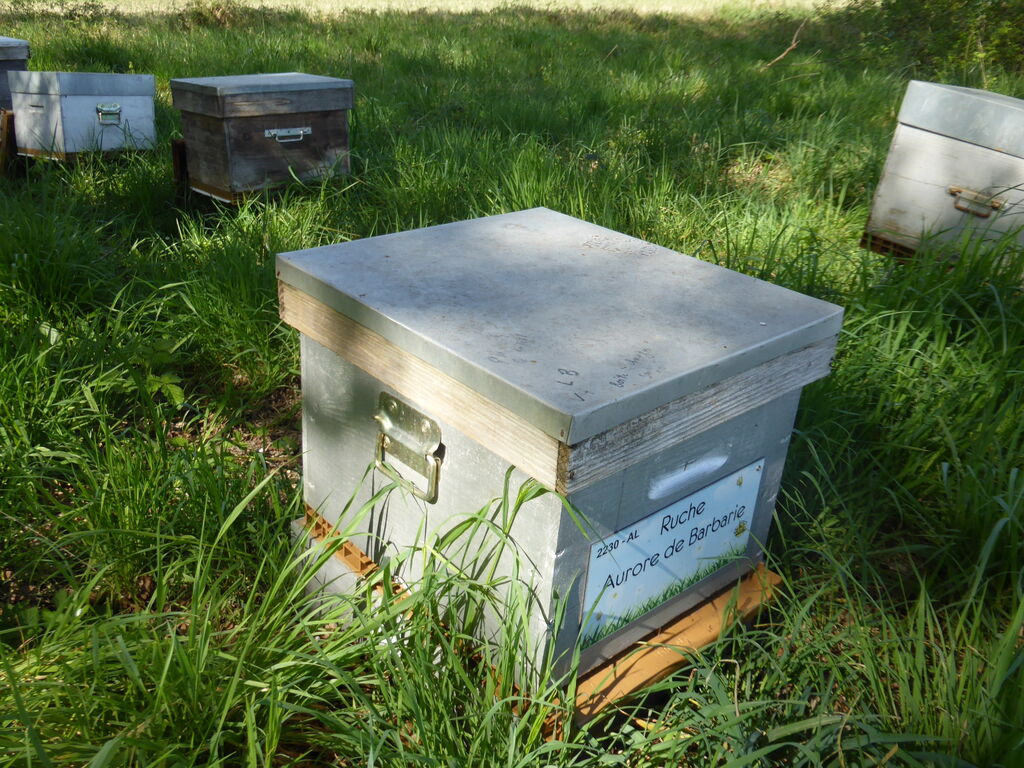 La ruche Aurore de Barbarie