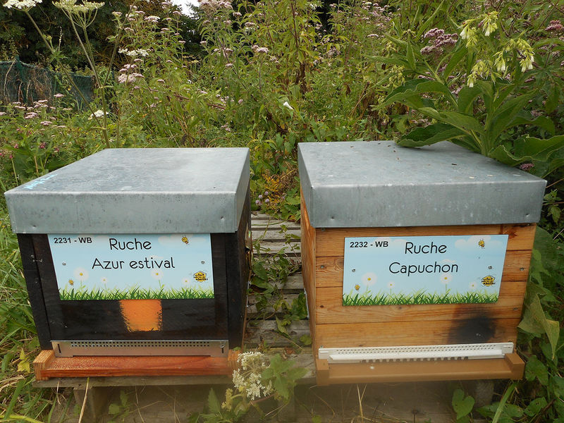 La ruche Azur estival
