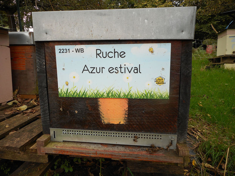 La ruche Azur estival