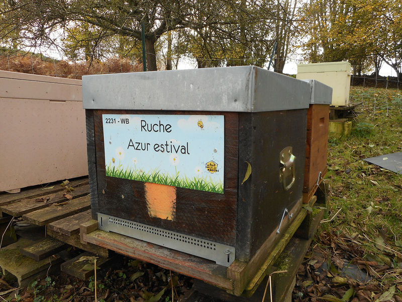 La ruche Azur estival