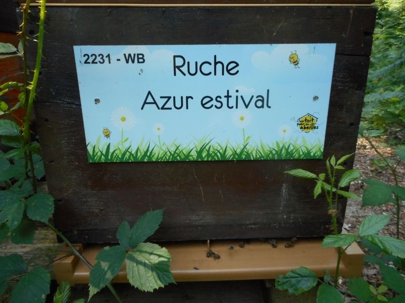 La ruche Azur estival