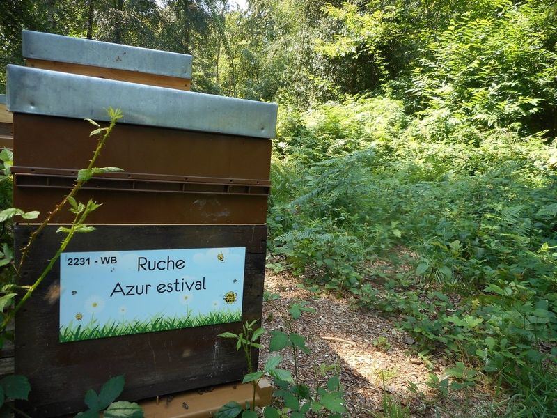 La ruche Azur estival
