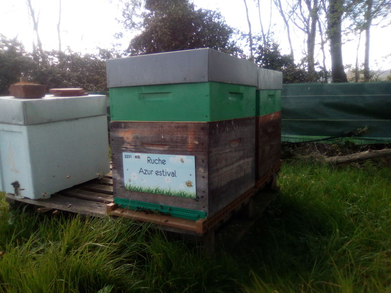 La ruche Azur estival