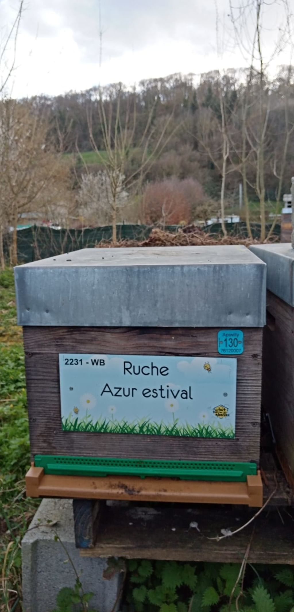 La ruche Azur estival