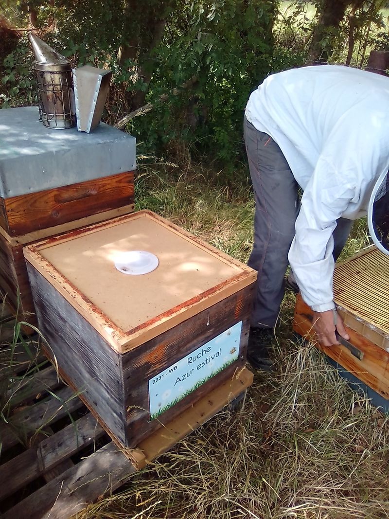 La ruche Azur estival