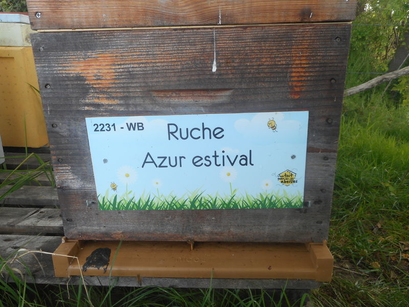 La ruche Azur estival