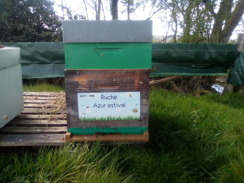 La ruche Azur estival