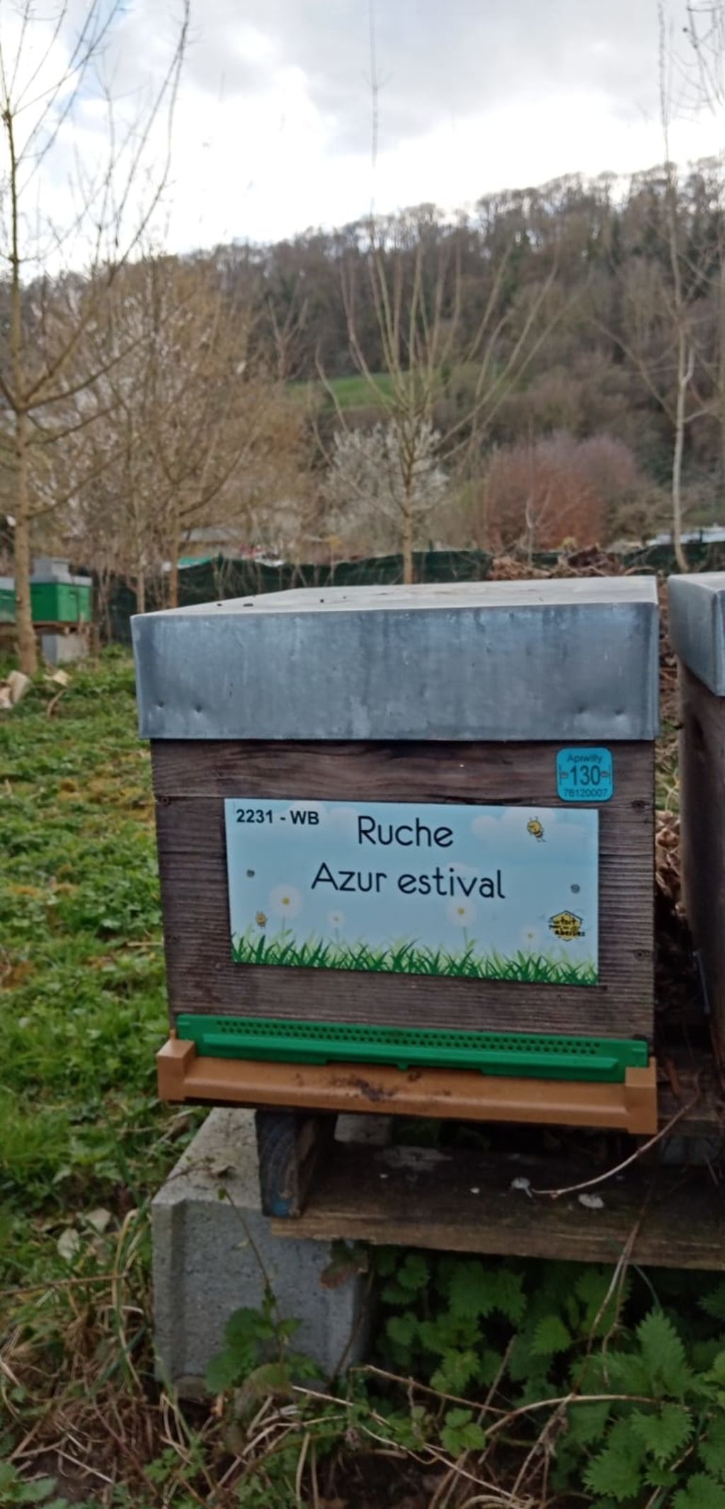 La ruche Azur estival