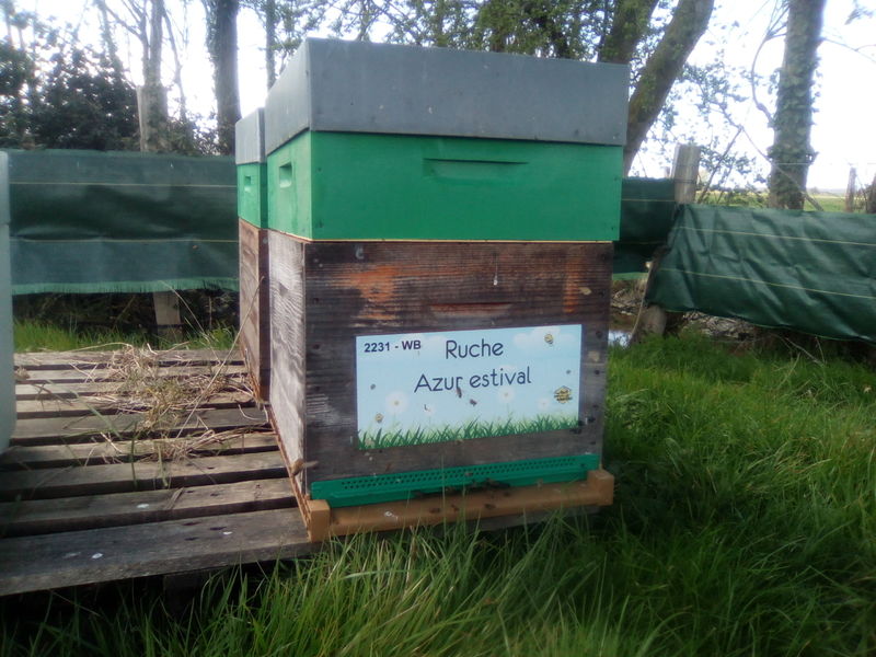 La ruche Azur estival