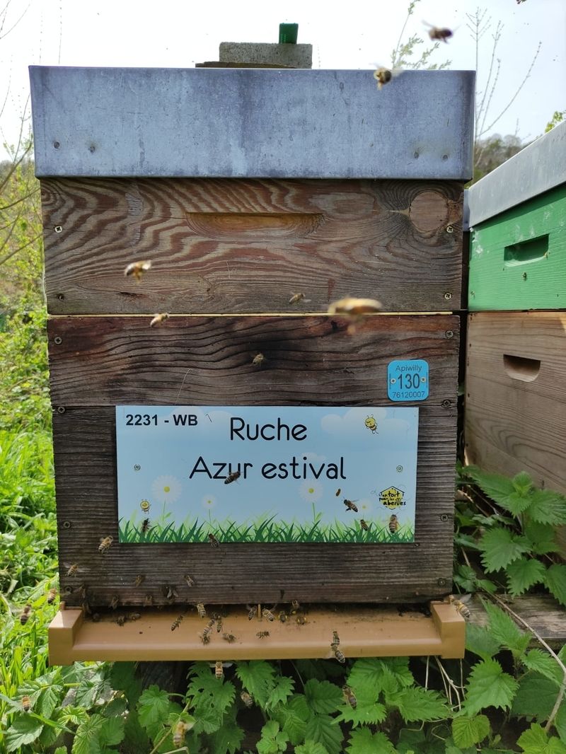 La ruche Azur estival