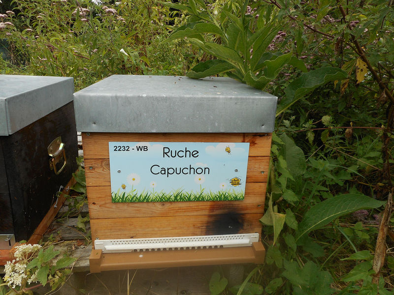 La ruche Capuchon