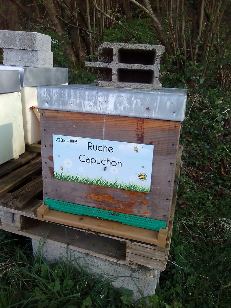 La ruche Capuchon