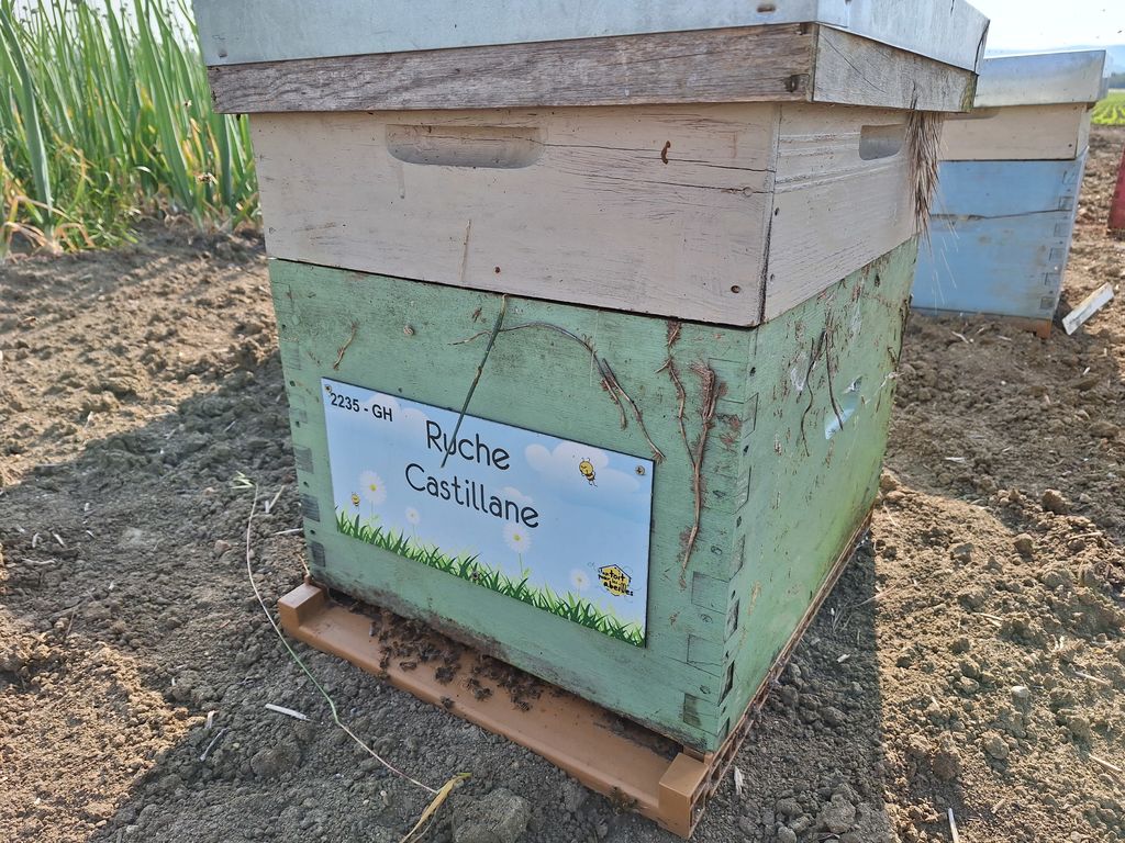La ruche Castillane