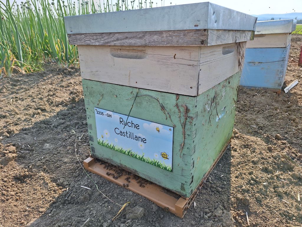 La ruche Castillane