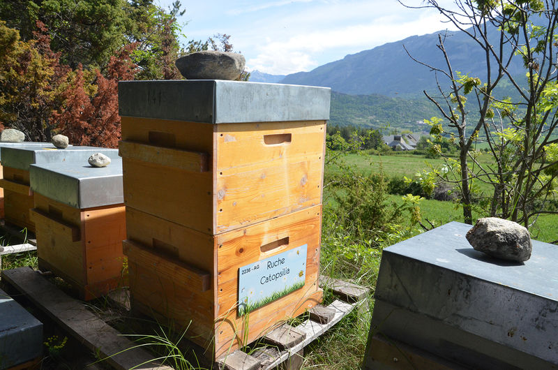 La ruche Catopsilia
