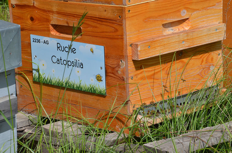 La ruche Catopsilia