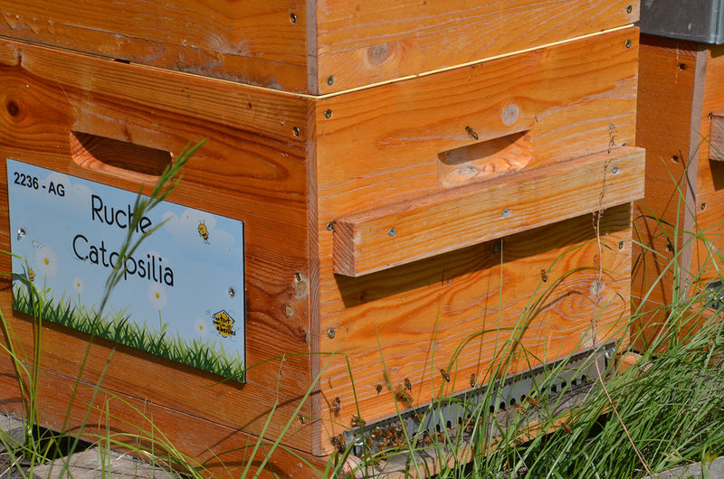 La ruche Catopsilia