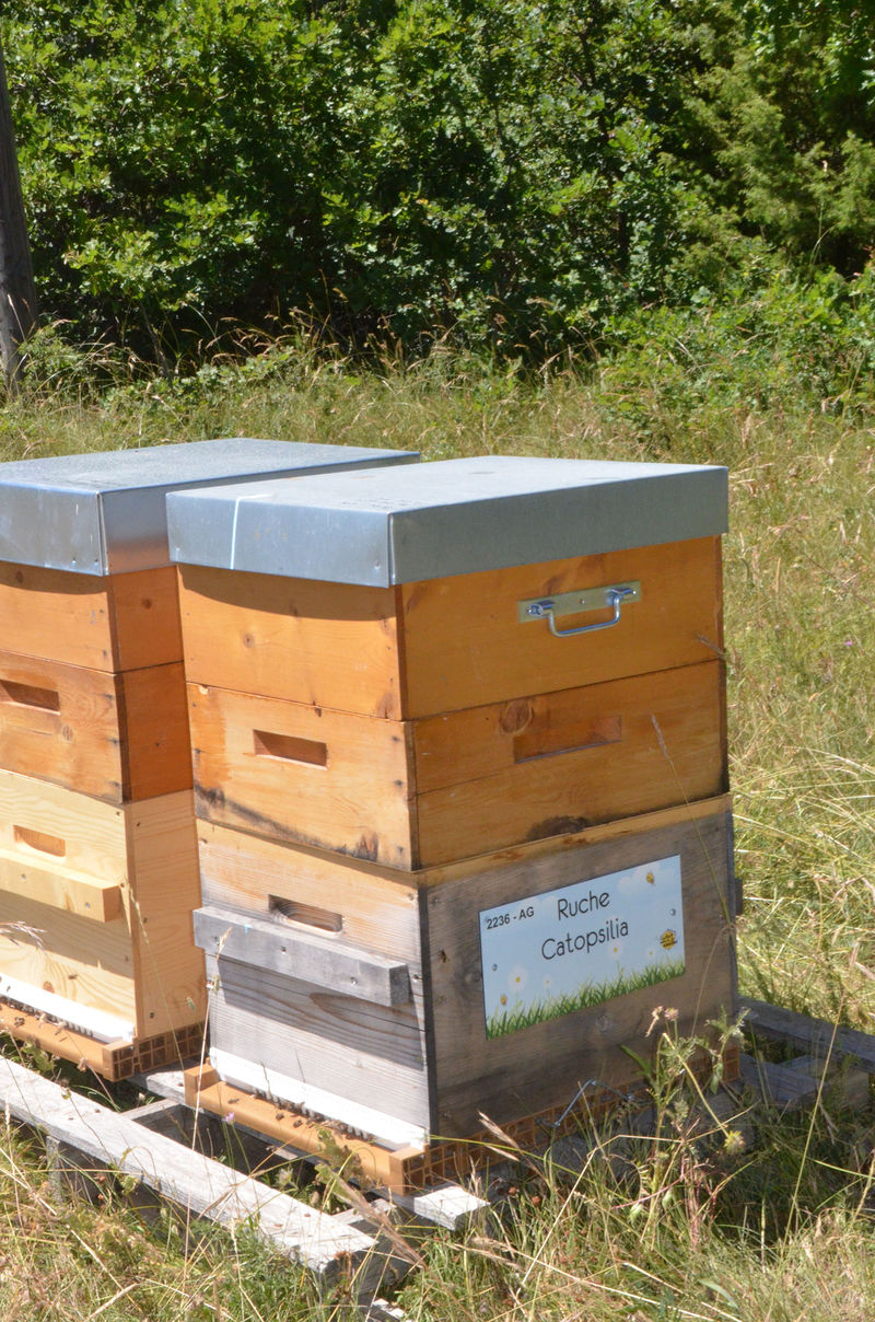 La ruche Catopsilia