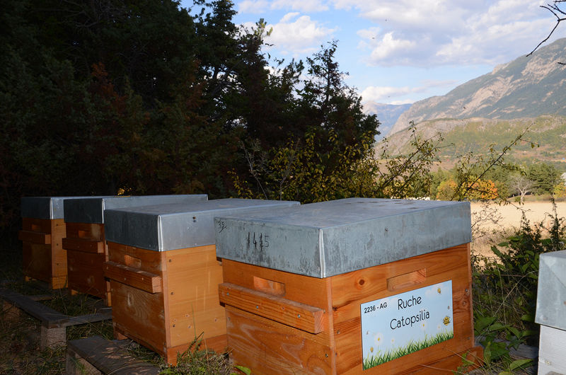 La ruche Catopsilia