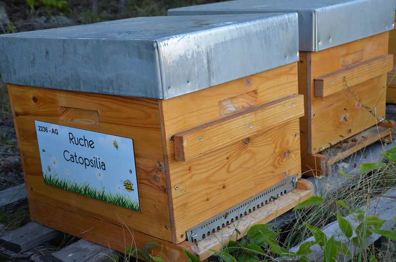 La ruche Catopsilia