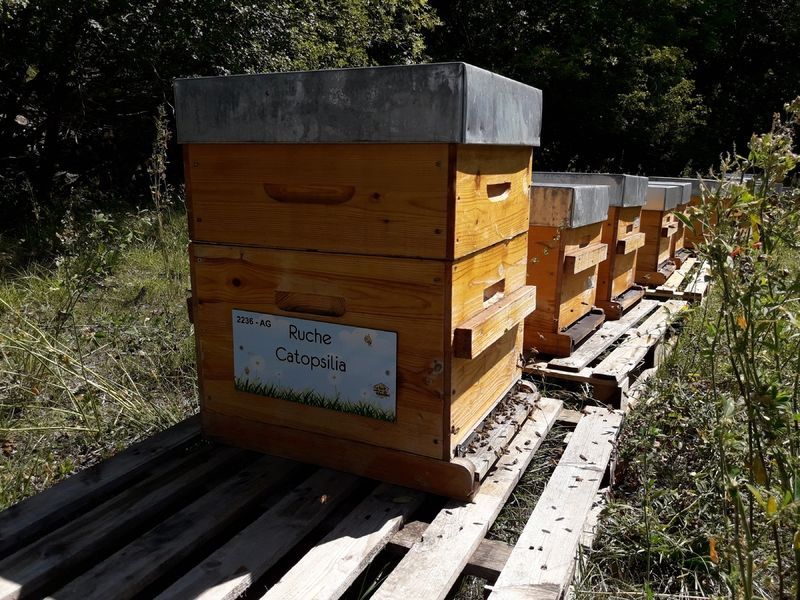 La ruche Catopsilia