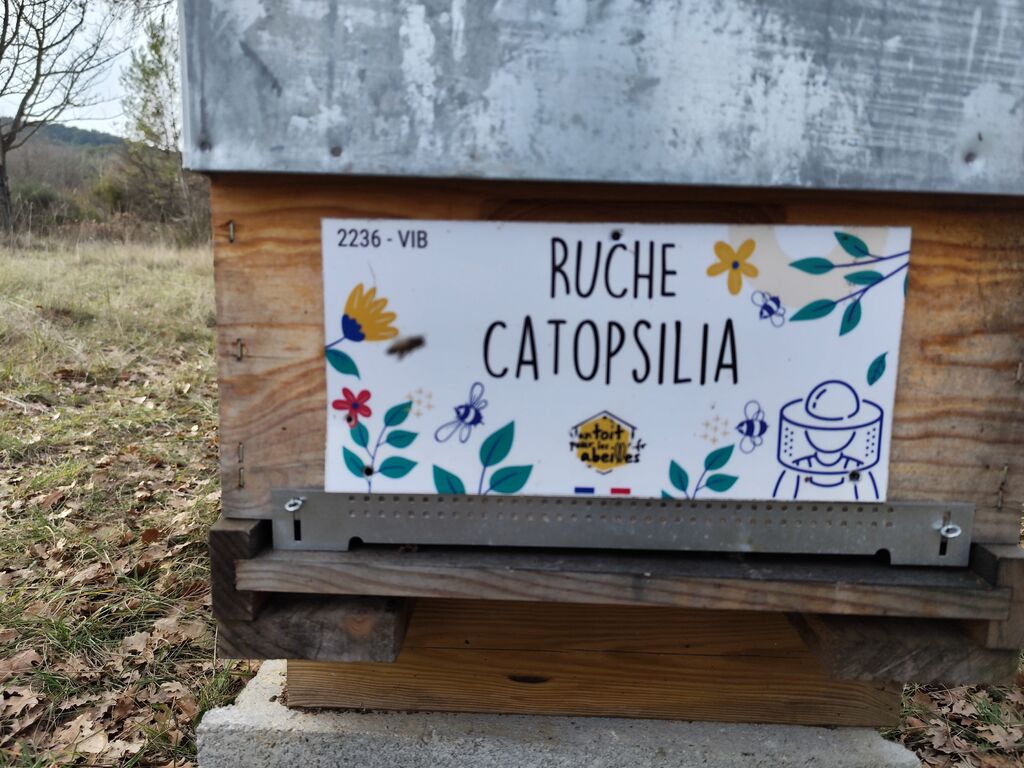 La ruche Catopsilia
