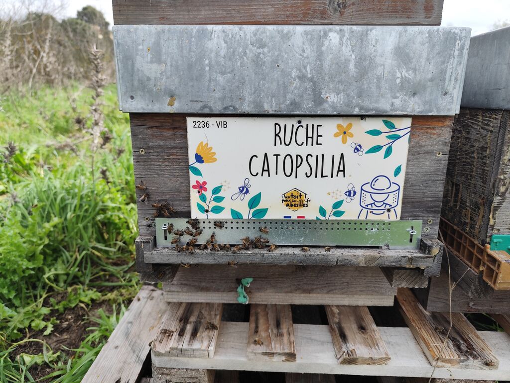 La ruche Catopsilia