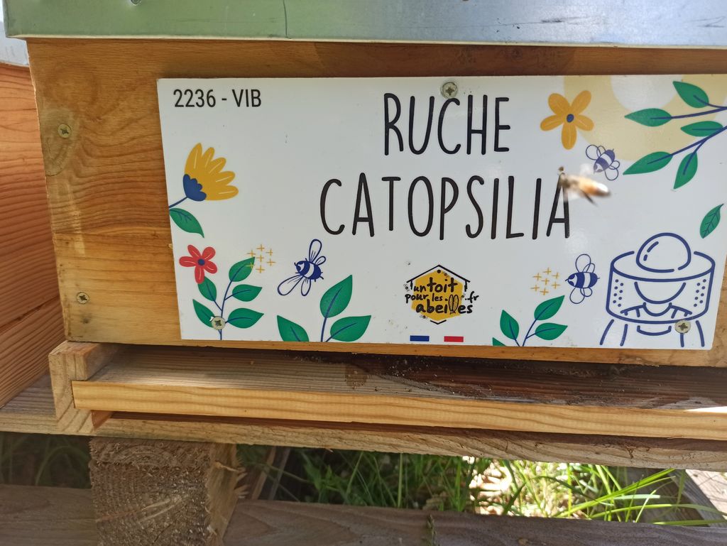 La ruche Catopsilia
