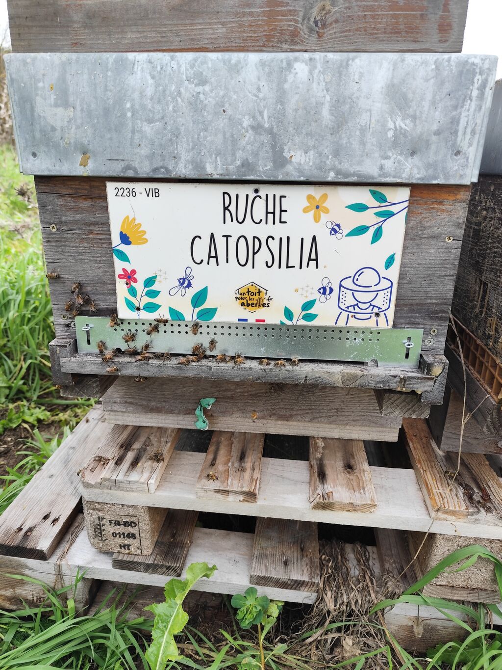 La ruche Catopsilia