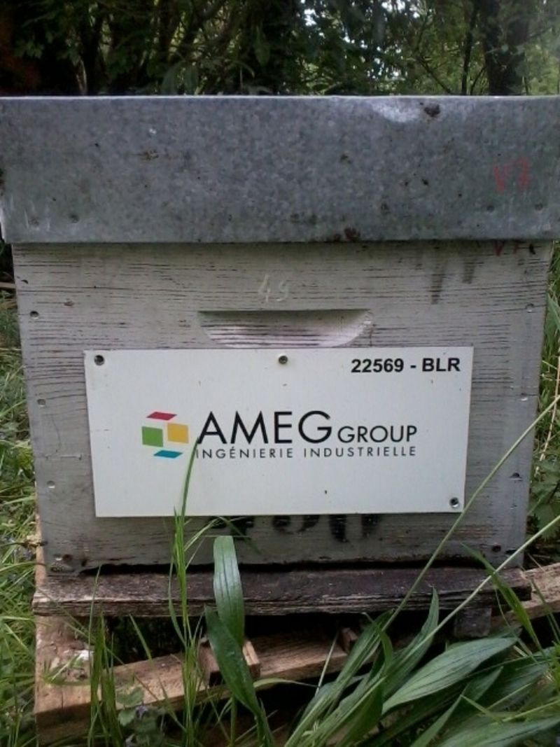 La ruche AMEG GROUP