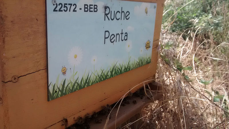 La ruche Penta