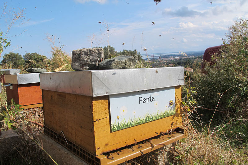La ruche Penta