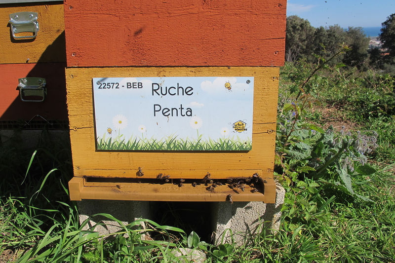 La ruche Penta