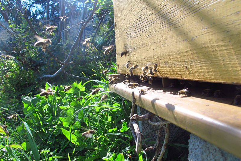 La ruche Penta