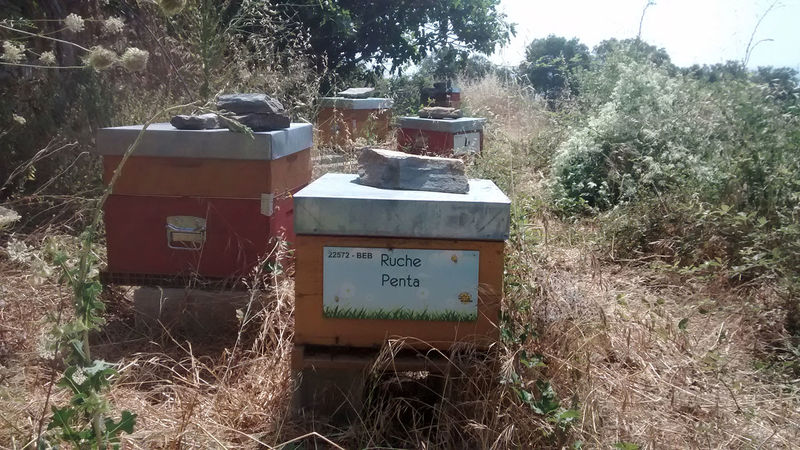 La ruche Penta