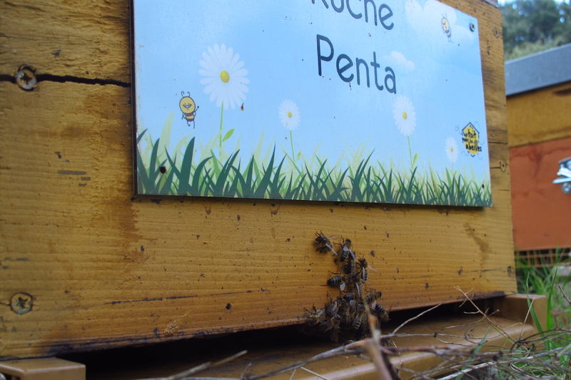 La ruche Penta