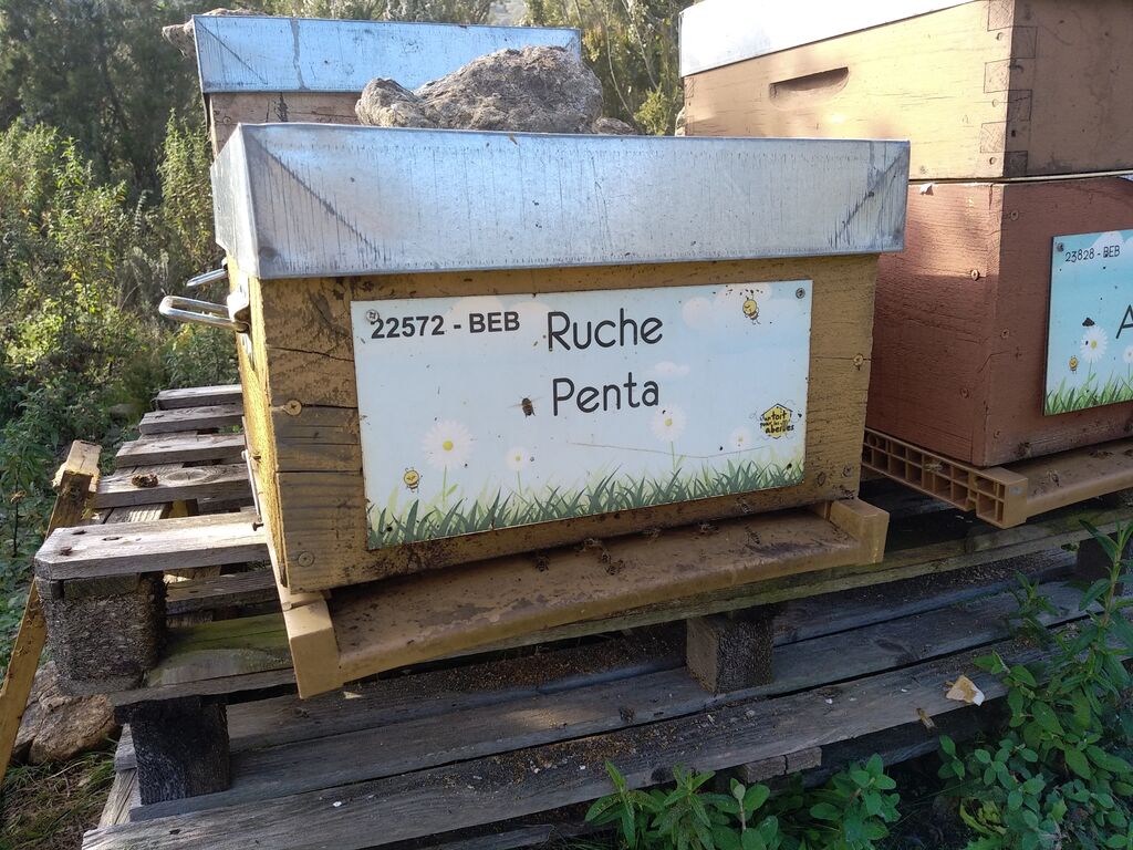 La ruche Penta