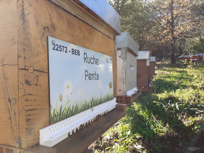 La ruche Penta