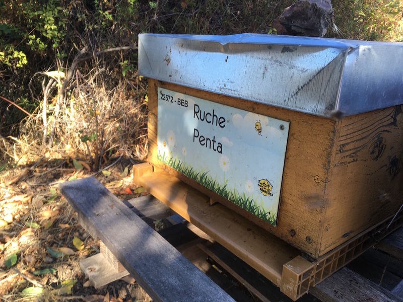 La ruche Penta