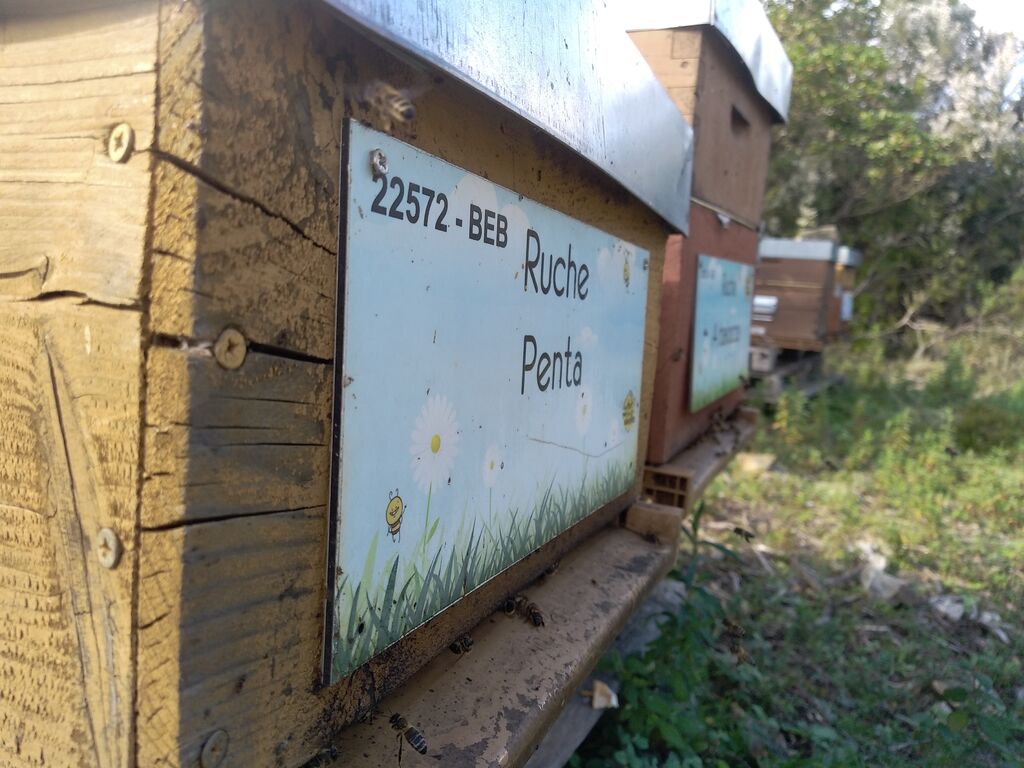 La ruche Penta