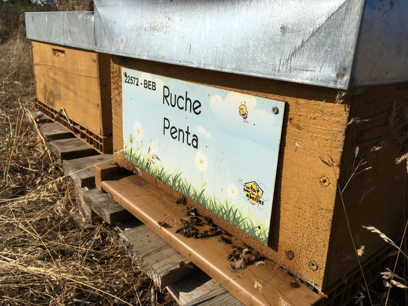 La ruche Penta