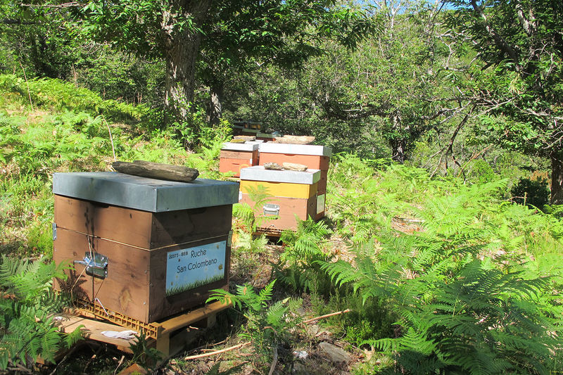 La ruche San Colombano