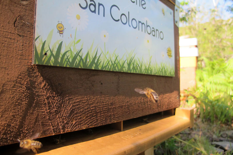 La ruche San Colombano