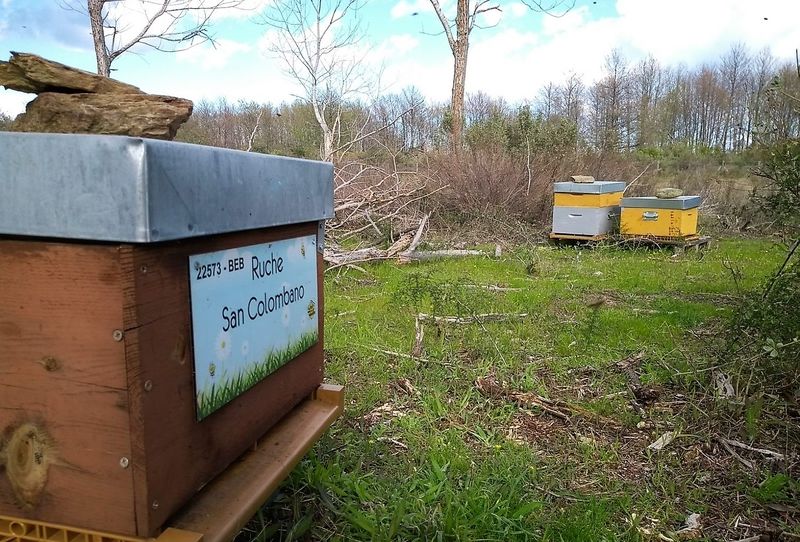 La ruche San Colombano